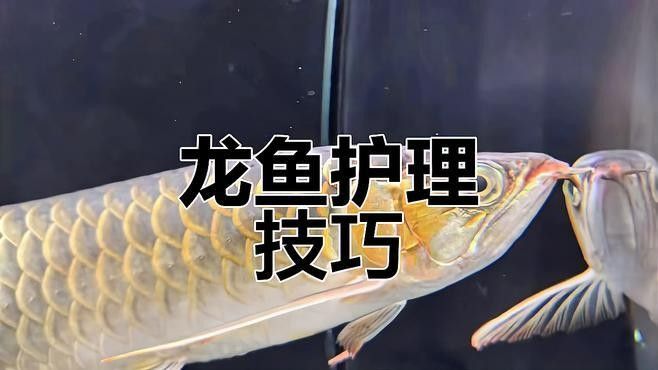 龍魚蒙眼病復發如何治療？