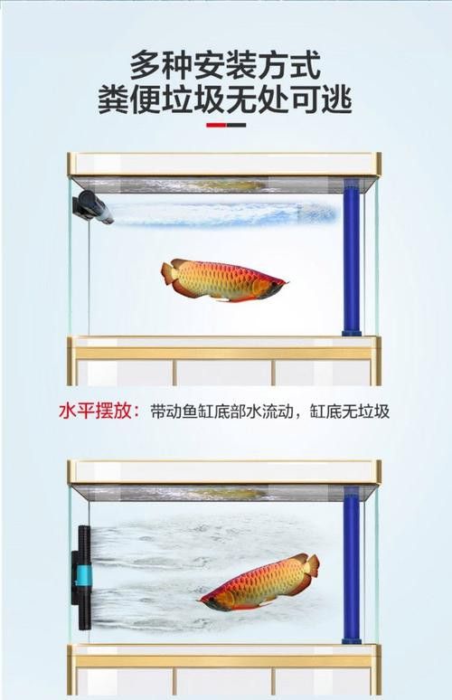 紅龍魚捕食時需要哪些玩具？ 紅龍魚捕食時需要哪些玩具？ 龍魚百科 第6張