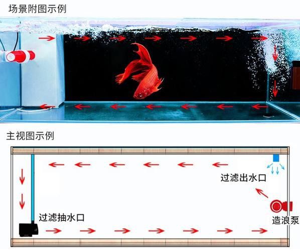 紅龍魚捕食時需要哪些玩具？ 紅龍魚捕食時需要哪些玩具？ 龍魚百科 第5張