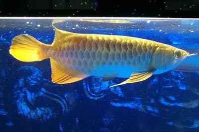 養(yǎng)龍魚需要考慮的問題：養(yǎng)龍魚是一種愛好和生活方式，既有其獨(dú)特的魅力也有需要面對(duì)的挑戰(zhàn)