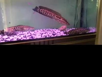 龍魚(yú)和黑魚(yú)哪個(gè)更厲害，探討龍魚(yú)和黑魚(yú)哪個(gè)更厲害些：龍魚(yú)和黑魚(yú)哪個(gè)厲害？ 龍魚(yú)和黑魚(yú)哪個(gè)更厲害，探討龍魚(yú)和黑魚(yú)哪個(gè)更厲害些：龍魚(yú)和黑魚(yú)哪個(gè)厲害？ 龍魚(yú)百科 第2張