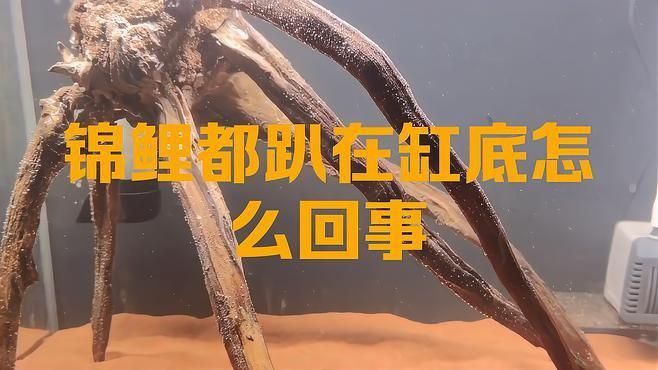 錦鯉扎堆趴缸會自愈嗎？