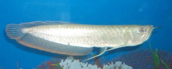 預(yù)防銀龍魚(yú)白點(diǎn)病的有效方法：如何預(yù)防銀龍魚(yú)白點(diǎn)病