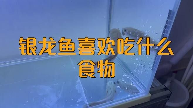 銀龍魚(yú)喂什么小魚(yú)最好