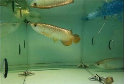 金龍魚巴西亞混養怎么樣：金龍魚和巴西亞可以混養嗎