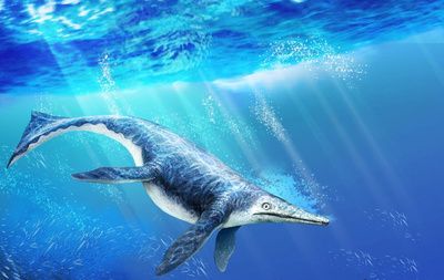 薩斯特魚龍科：中國關(guān)嶺發(fā)現(xiàn)大量魚龍類化石