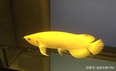 龍魚新買回來就在中間游動（新買回來的龍魚在魚缸中間游動可能是多種因素造成的） 龍魚新買回來就在中間游動（新買回來的龍魚在魚缸中間游動可能是多種因素造成的） 龍魚百科 第5張
