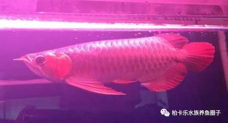 龍魚凸眼圖片大全（關(guān)于“龍魚凸眼圖片大全”的查詢）