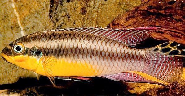 綠翡翠鳳凰魚最害怕三個東西 龍魚百科 第4張 綠翡翠鳳凰魚最害怕三個東西 綠翡翠鳳凰魚最害怕三個東西 龍魚百科 第4張