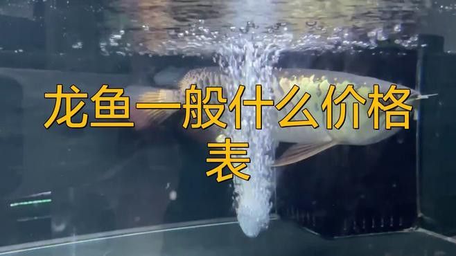 橘紅龍魚的市場價格有波動嗎？ 橘紅龍魚的市場價格有波動嗎？ 龍魚百科 第2張
