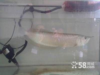 60厘米銀龍魚價(jià)格表（2019銀龍魚價(jià)格多少錢一條銀龍魚多少錢一條）