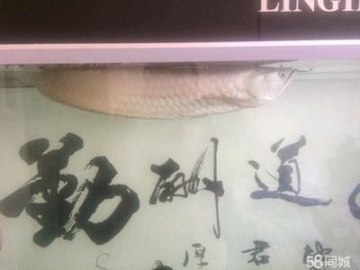 60厘米銀龍魚價(jià)格表（2019銀龍魚價(jià)格多少錢一條銀龍魚多少錢一條）