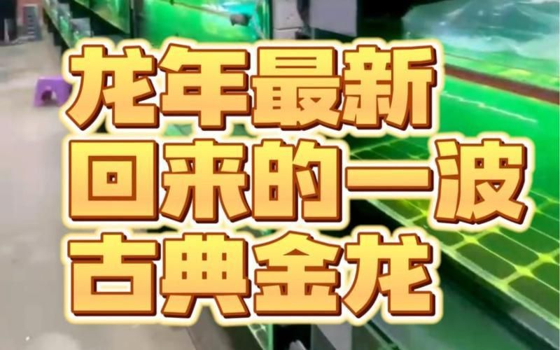 古典金龍市場價格