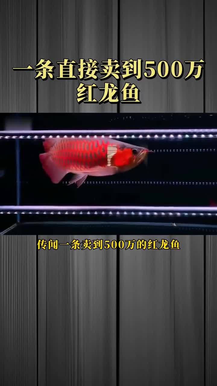 紅龍魚的價格為什么這么貴？
