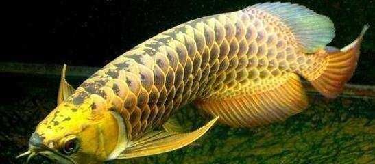 龍魚(yú)為什么老張嘴：龍魚(yú)為什么老是張嘴