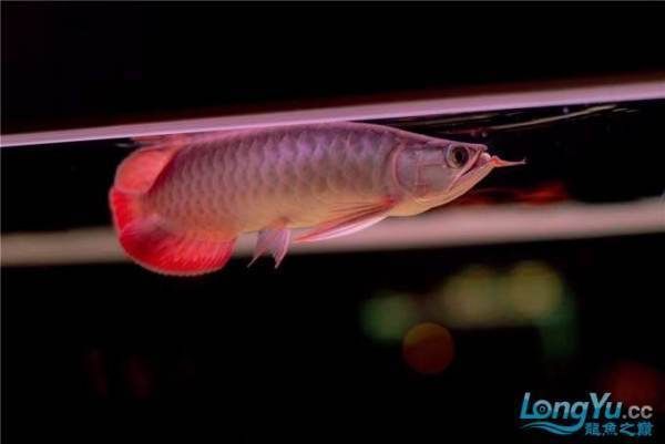 紅龍魚 燈 多少瓦（關于紅龍魚燈瓦數的詳細信息紅龍魚燈瓦數的詳細信息）
