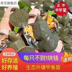 買龍魚去哪里買好（龍魚養(yǎng)殖技術(shù)分享龍魚市場價格趨勢龍魚品種鑒賞指南）