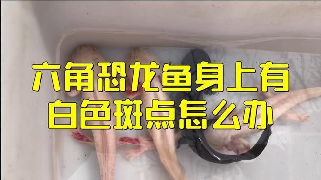 如何預防六角龍魚疾病？