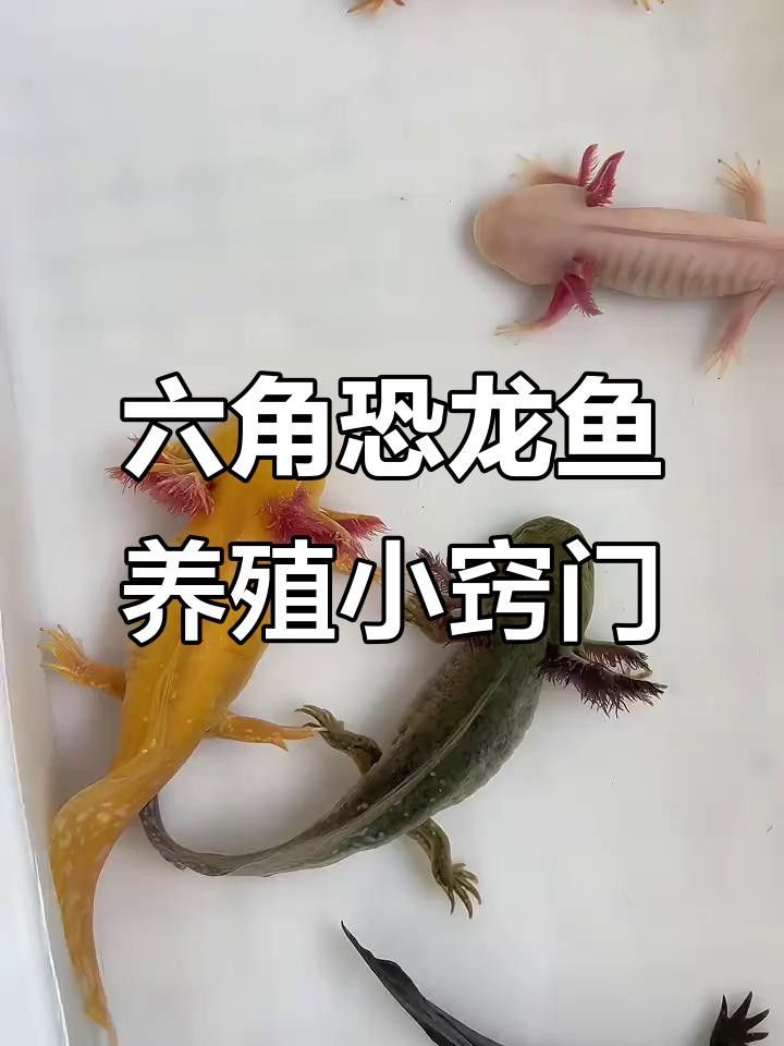 如何預(yù)防六角龍魚疾病？