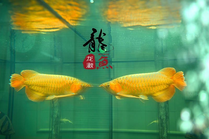 龍魚美圖（關于龍魚的美圖及相關信息）