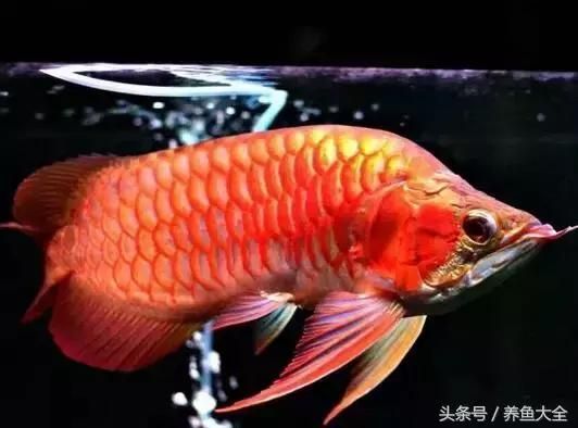 龍魚斜眼怎么治療：龍魚斜眼的治療方法 龍魚斜眼怎么治療：龍魚斜眼的治療方法 龍魚百科 第3張