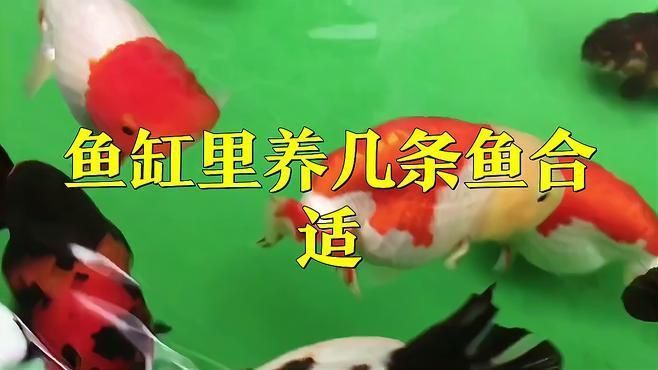 兩個魚缸一共養幾條好