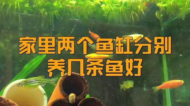 兩個魚缸一共養幾條好