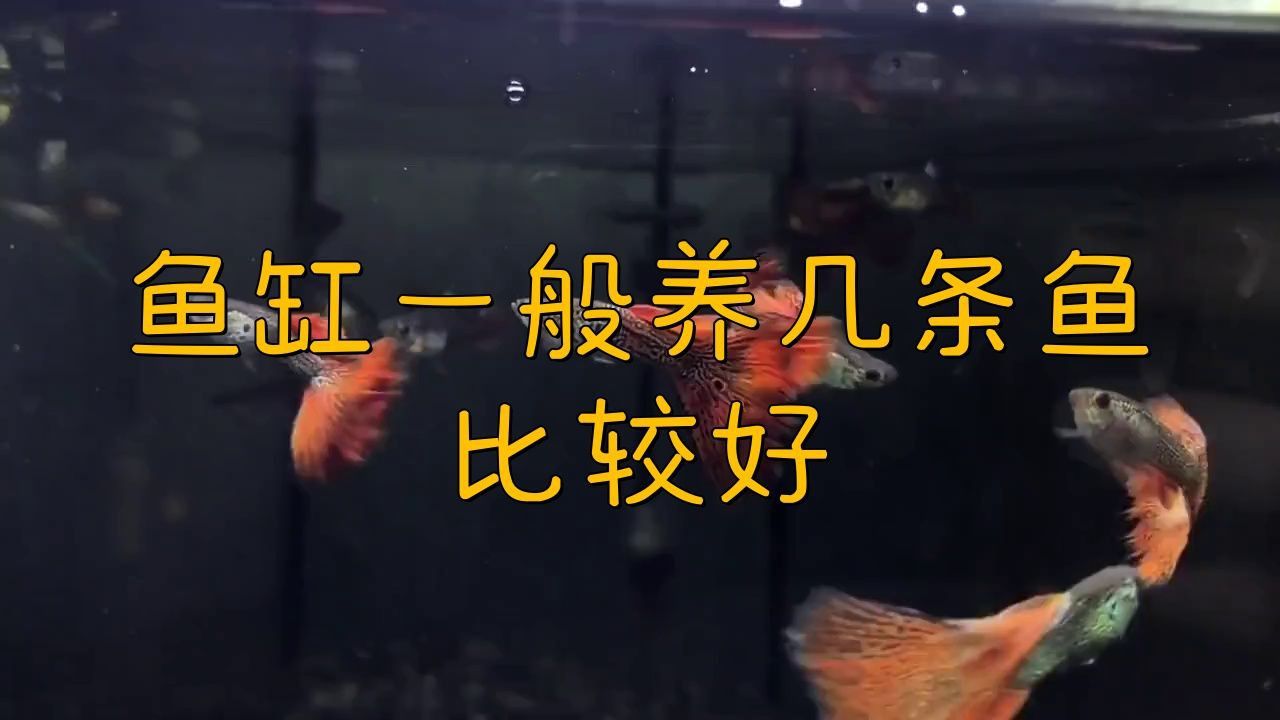 兩個魚缸一共養幾條好