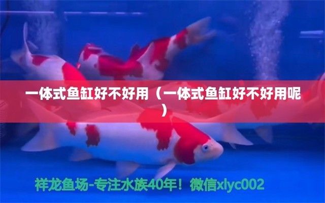 過背金龍魚挑選技巧和方法（過背金龍魚市場價格趨勢）