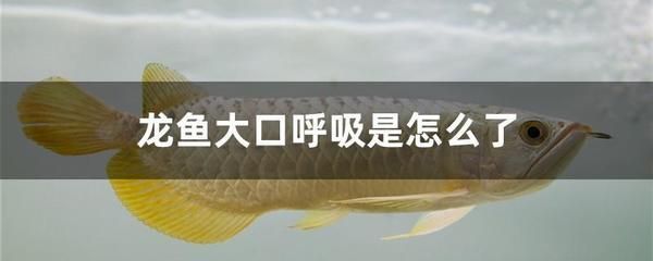龍魚大口呼吸的原因及后果（龍魚大口呼吸可能是由多種因素引起的）