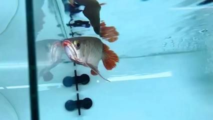 黑水對(duì)龍魚(yú)發(fā)色到底有用沒(méi):黑水對(duì)龍魚(yú)發(fā)色到底有用沒(méi)有 龍魚(yú)百科 第2張 黑水對(duì)龍魚(yú)發(fā)色到底有用沒(méi):黑水對(duì)龍魚(yú)發(fā)色到底有用沒(méi)有 黑水對(duì)龍魚(yú)發(fā)色到底有用沒(méi):黑水對(duì)龍魚(yú)發(fā)色到底有用沒(méi)有 龍魚(yú)百科 第2張
