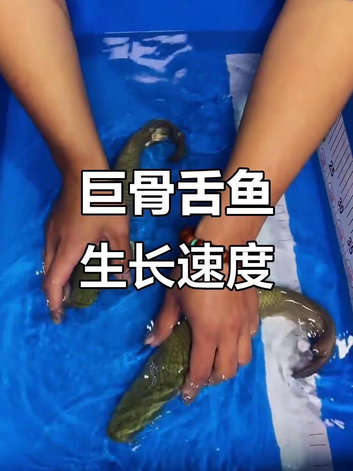 巨骨舌魚幼苗