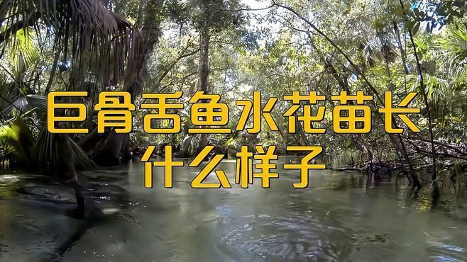 巨骨舌魚幼苗