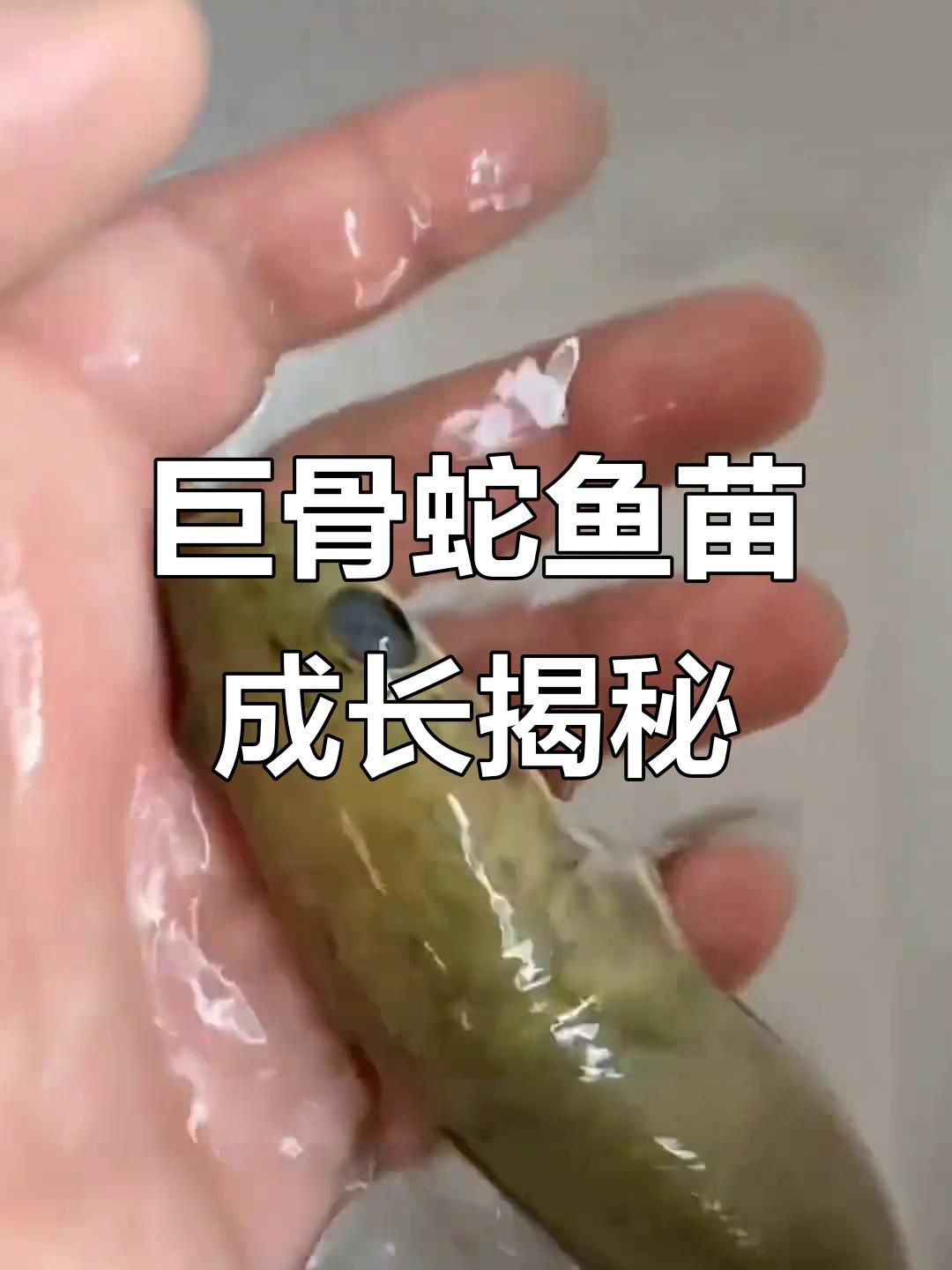 巨骨舌魚幼苗
