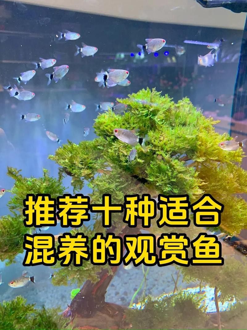 斑馬魚和曼龍魚混養可以嗎圖片 斑馬魚和曼龍魚混養可以嗎圖片 龍魚百科 第8張