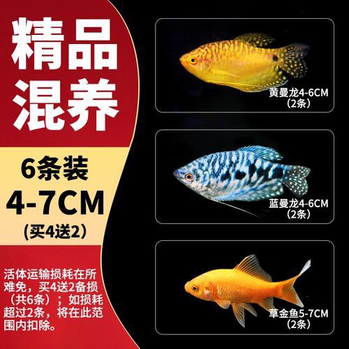 斑馬魚和曼龍魚混養可以嗎圖片 斑馬魚和曼龍魚混養可以嗎圖片 龍魚百科 第13張