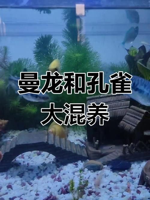斑馬魚和曼龍魚混養可以嗎圖片 斑馬魚和曼龍魚混養可以嗎圖片 龍魚百科 第12張