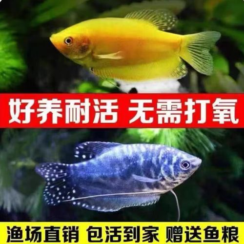 斑馬魚和曼龍魚混養可以嗎圖片 斑馬魚和曼龍魚混養可以嗎圖片 龍魚百科 第15張