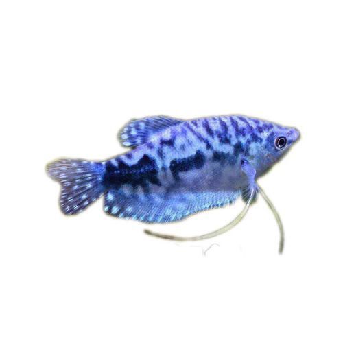 斑馬魚和曼龍魚混養可以嗎圖片 斑馬魚和曼龍魚混養可以嗎圖片 龍魚百科 第25張