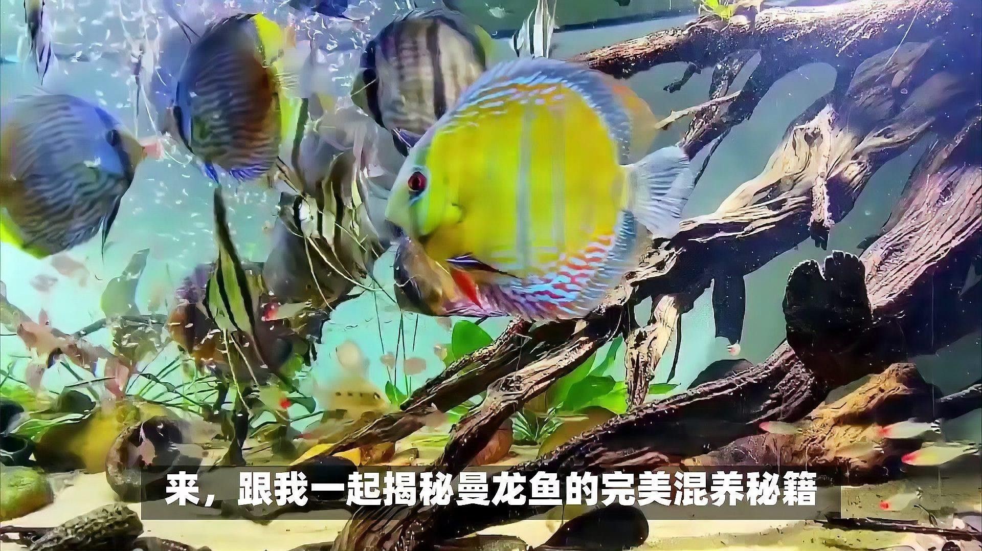 斑馬魚和曼龍魚混養可以嗎圖片 斑馬魚和曼龍魚混養可以嗎圖片 龍魚百科 第28張
