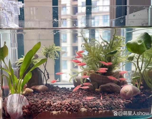 斑馬魚和曼龍魚混養可以嗎圖片 斑馬魚和曼龍魚混養可以嗎圖片 龍魚百科 第32張