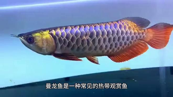 斑馬魚和曼龍魚混養可以嗎圖片 斑馬魚和曼龍魚混養可以嗎圖片 龍魚百科 第31張