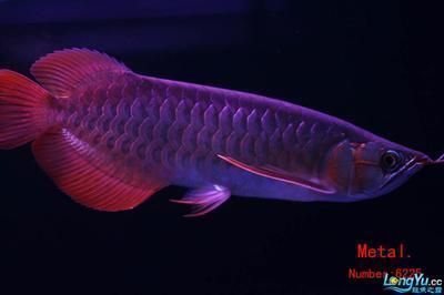 青龍魚最大能長多大呢:青龍魚的最大體長會因其養殖條件不同而有所差異 龍魚百科 第2張 青龍魚最大能長多大呢:青龍魚的最大體長會因其養殖條件不同而有所差異 青龍魚最大能長多大呢:青龍魚的最大體長會因其養殖條件不同而有所差異 龍魚百科 第2張