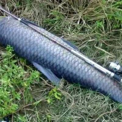 青龍魚最大能長多大呢:青龍魚的最大體長會因其養殖條件不同而有所差異 龍魚百科 第3張 青龍魚最大能長多大呢:青龍魚的最大體長會因其養殖條件不同而有所差異 青龍魚最大能長多大呢:青龍魚的最大體長會因其養殖條件不同而有所差異 龍魚百科 第3張