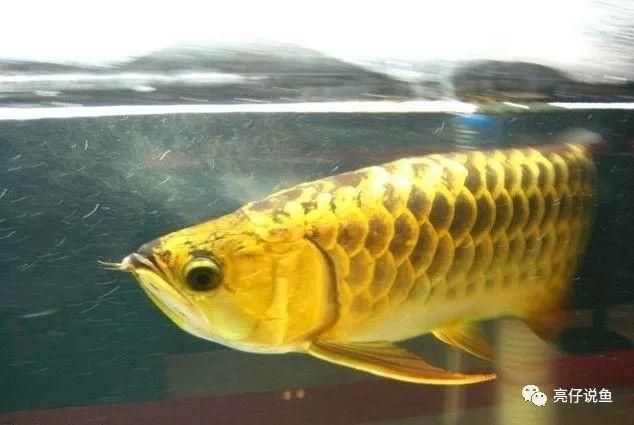 龍魚品種和價格表（龍魚品種及其大致價格范圍：龍魚品種及其大致價格）