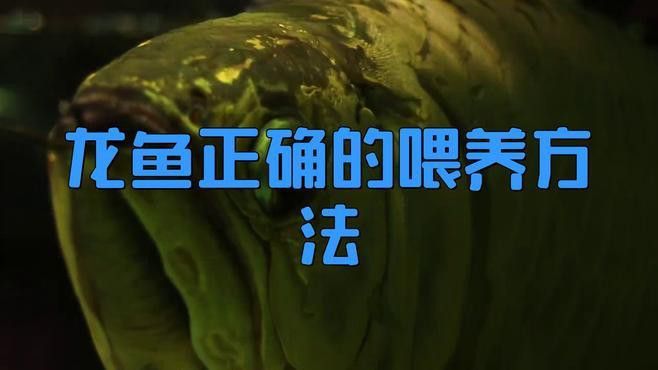 古典龍魚中期階段如何飼養(yǎng)？