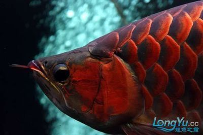 紅龍魚什么時候容易掉眼（紅龍魚掉眼怎么辦）