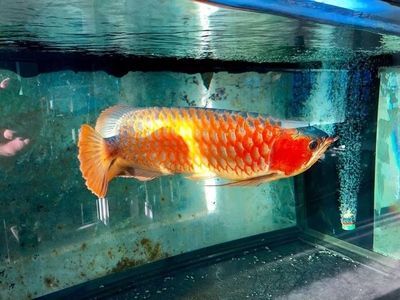 龍魚之巔app下載蘋果版龍魚之巔app下載蘋果版（龍巔觀賞魚app下載）：龍魚之巔app新手養魚指南 龍魚之巔app下載蘋果版龍魚之巔app下載蘋果版（龍巔觀賞魚app下載）：龍魚之巔app新手養魚指南 龍魚百科 第2張