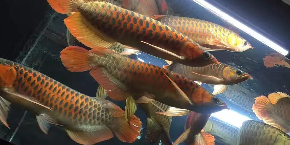 龍魚之巔app下載蘋果版龍魚之巔app下載蘋果版（龍巔觀賞魚app下載）：龍魚之巔app新手養魚指南 龍魚之巔app下載蘋果版龍魚之巔app下載蘋果版（龍巔觀賞魚app下載）：龍魚之巔app新手養魚指南 龍魚百科 第4張
