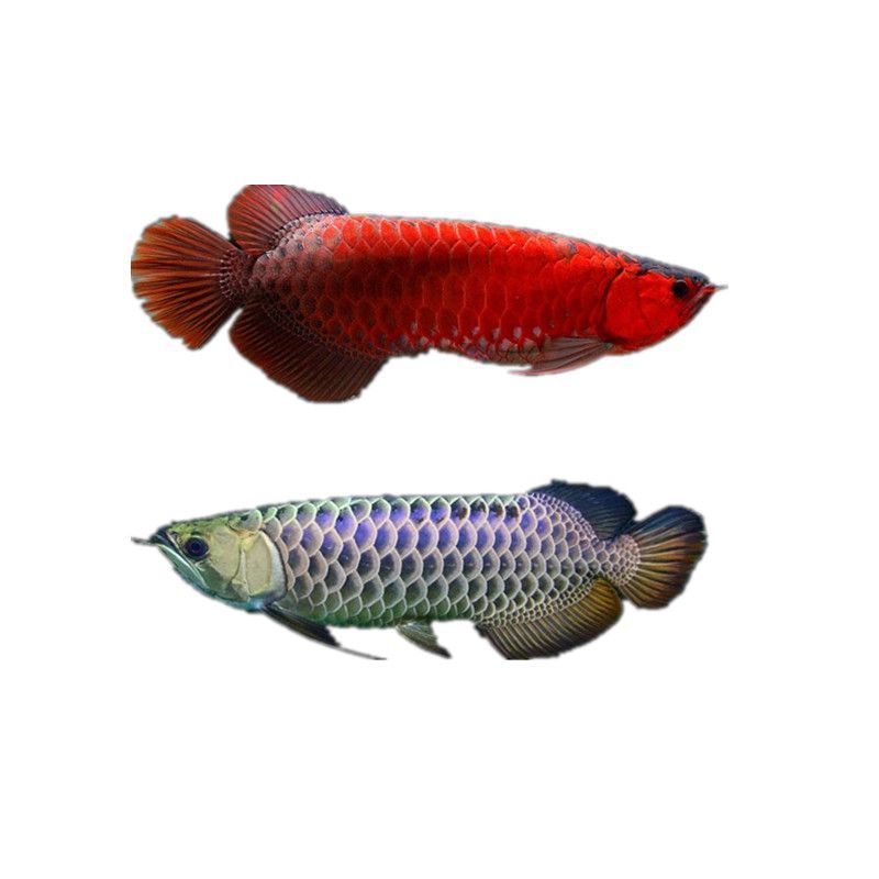 古典龍魚是什么意思：古典龍魚與現(xiàn)代龍魚區(qū)別,